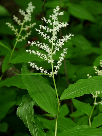 {Maianthemum racemosum}